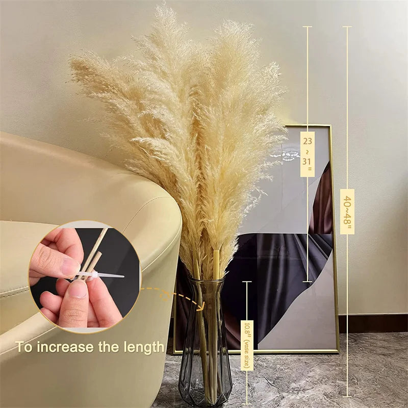 BohoBliss - Dried Pampas Grass