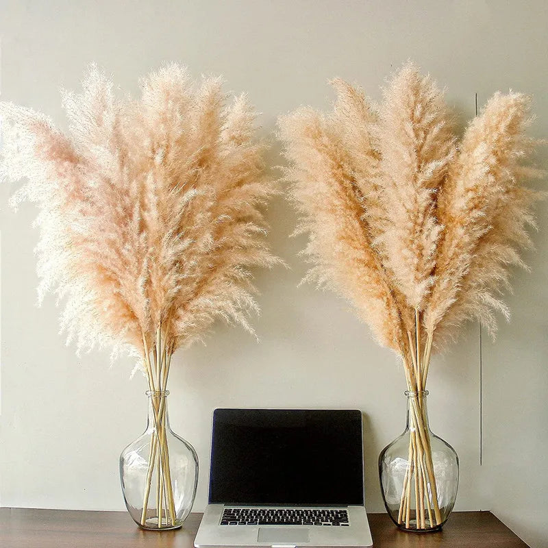 BohoBliss - Dried Pampas Grass