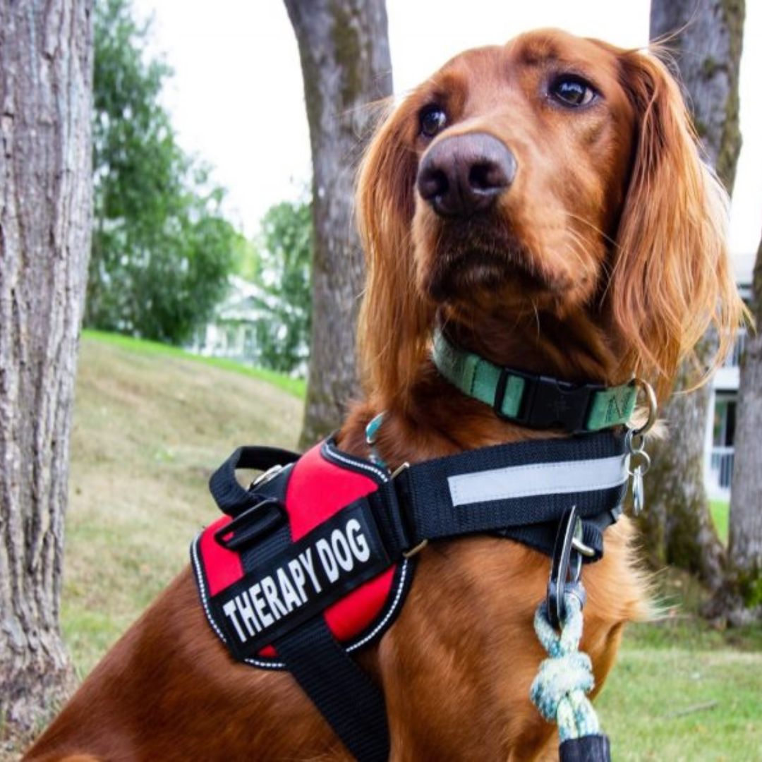 My Furry Friend™ - Customisable Power Harness