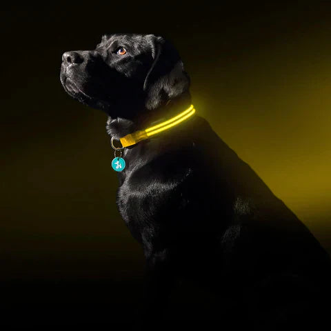 My Furry Friend™  - Rechargeable Dog Collar