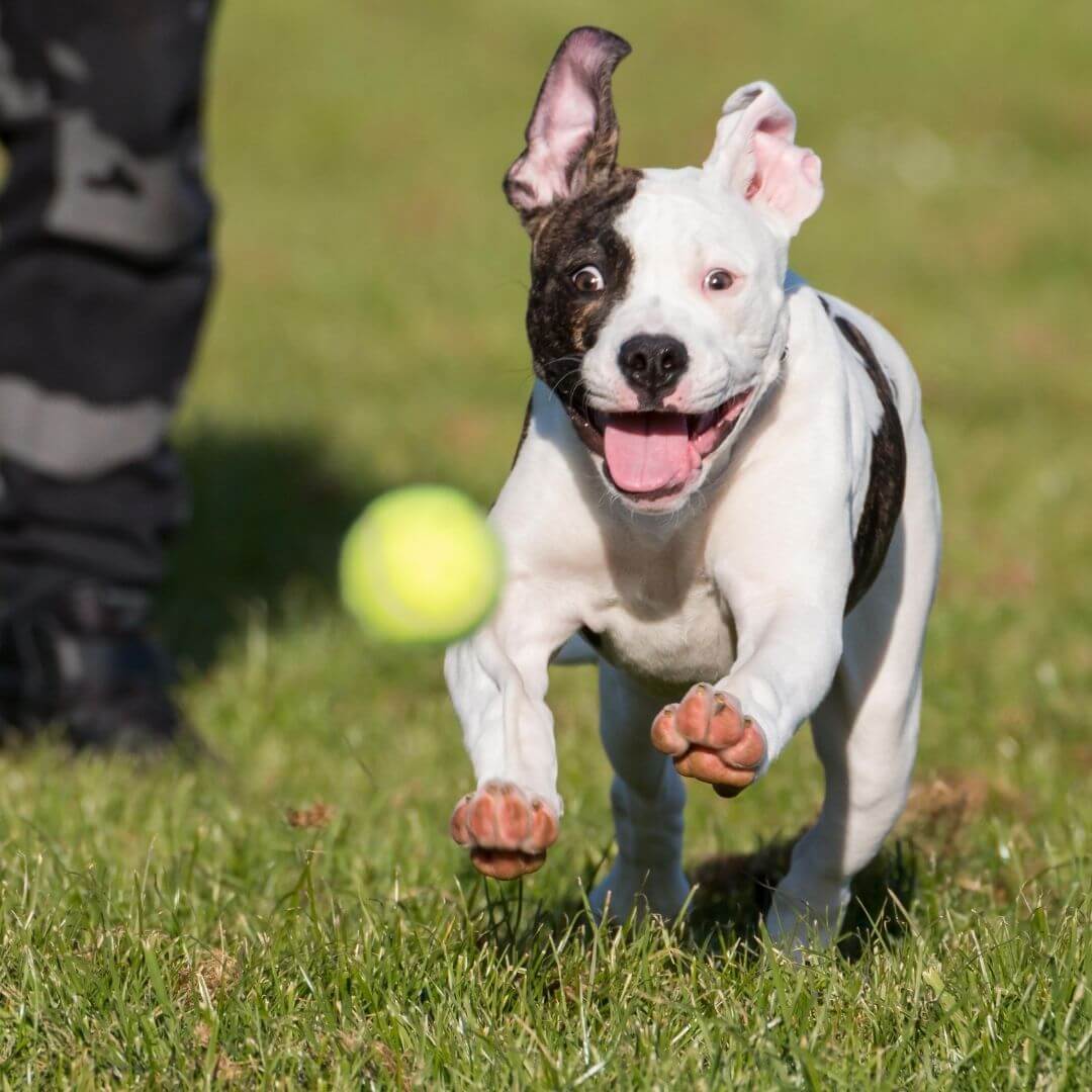 My Furry Friend™ - Astro Launcher für Hunde