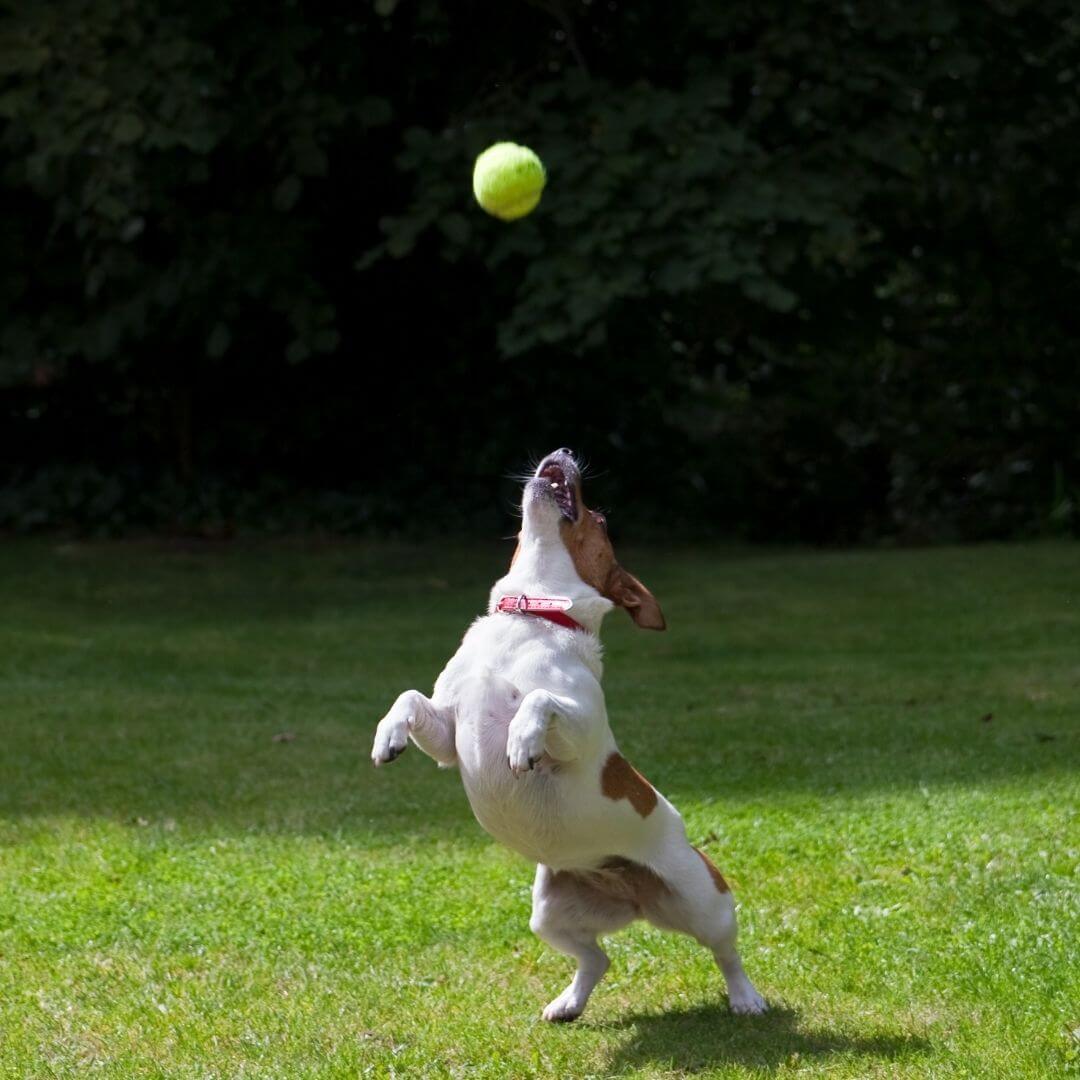 My Furry Friend™ - Astro Launcher for Dogs