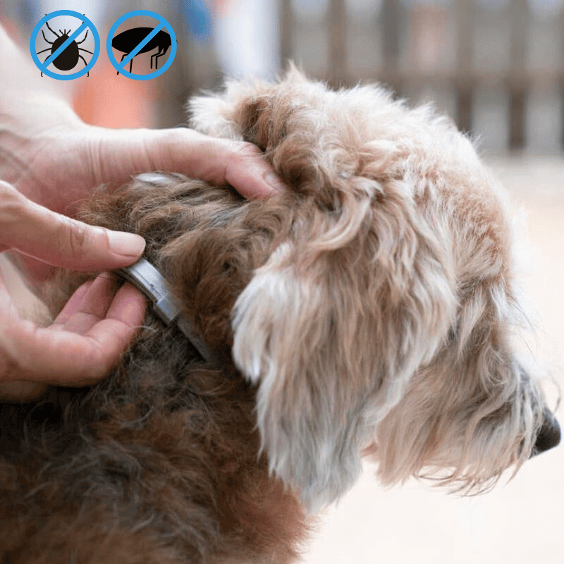 My Furry Friend™ - Vlooien- en tekenpreventiehalsband