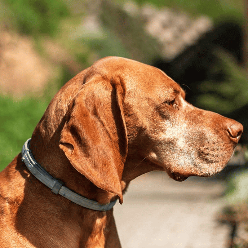 My Furry Friend™ - Flea and Tick Prevention Collar