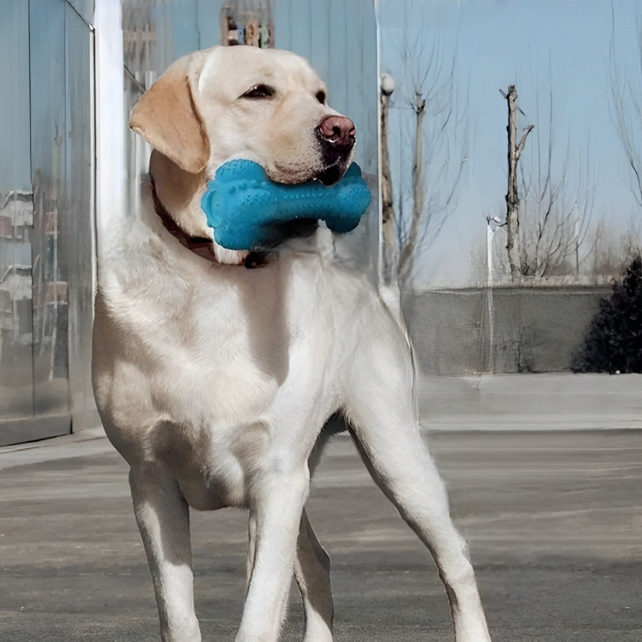 Rubber Bone with Toothbrush