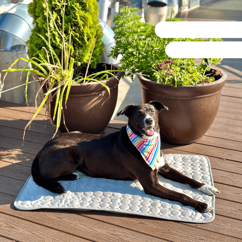 My Furry Friend™ - Ultimate Cooling Mat for Pets