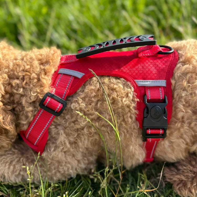 🐕Safe and Comfortable Dog harness