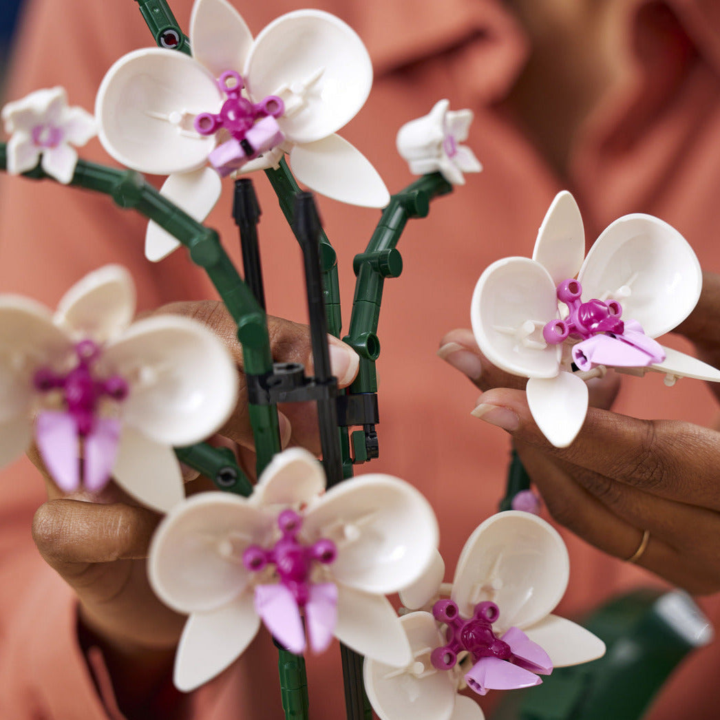 Dekor der botanischen Sammlung