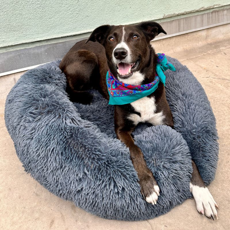 My Furry Friend™ - Anxiety Relieving Dog Bed