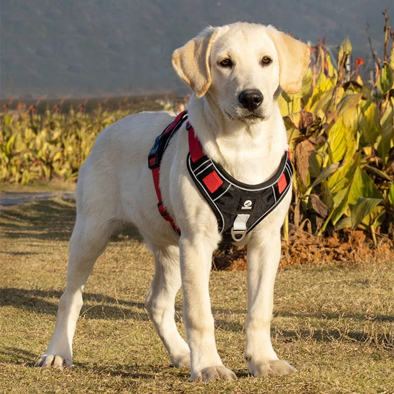 Arneses para Cães Sem Puxar Reflexivos para Passeios Seguros e Confortáveis