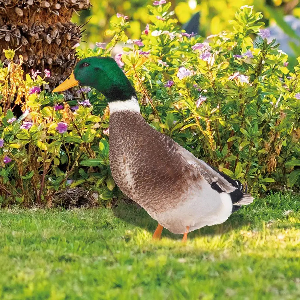 Escultura de pato | Pato realista para el jardín.