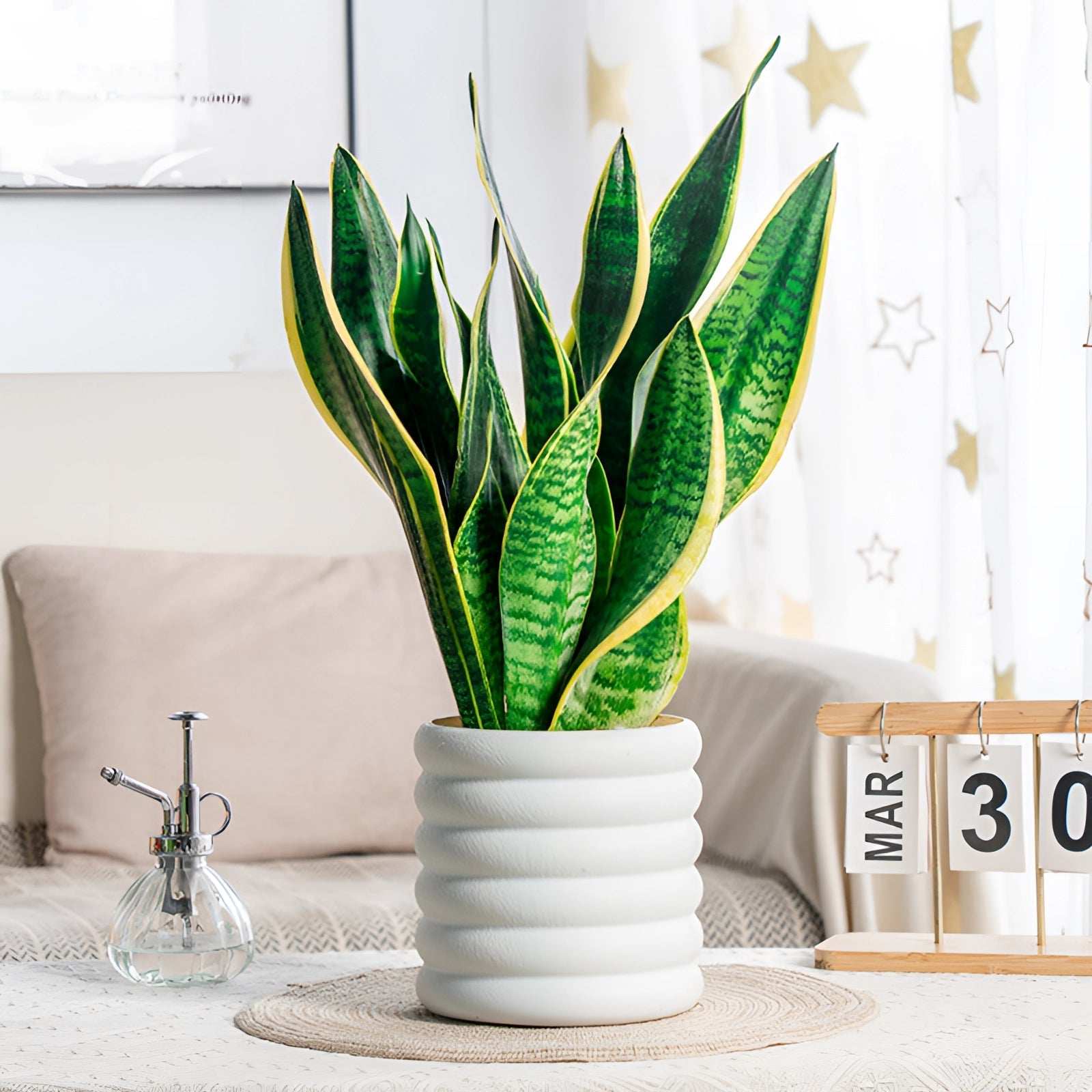 Peace Lily in White Planter - Indoor Air Purifying Decor