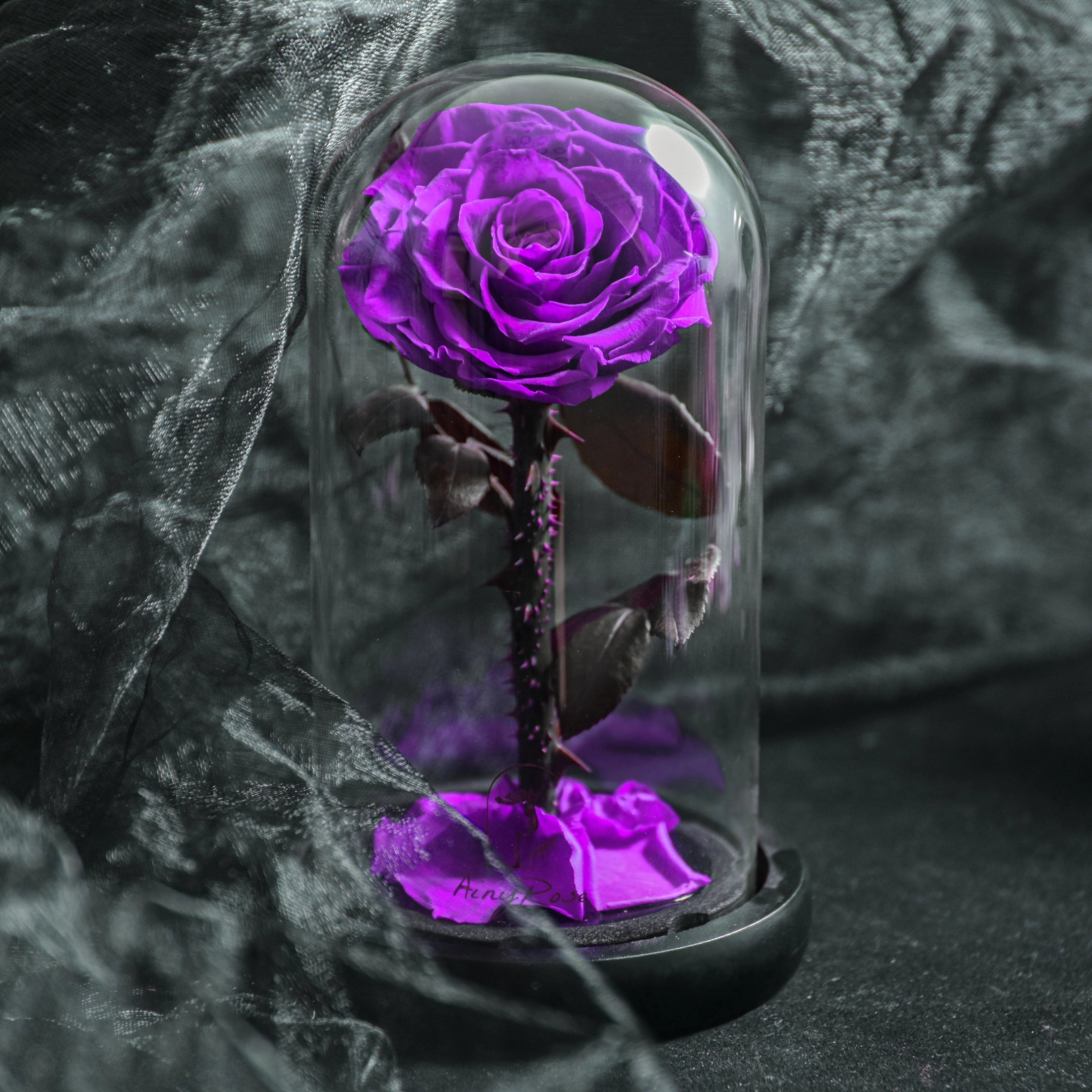 Preserved Glass Dome Rose - Luxury Romantic Gift for Valentine's Day