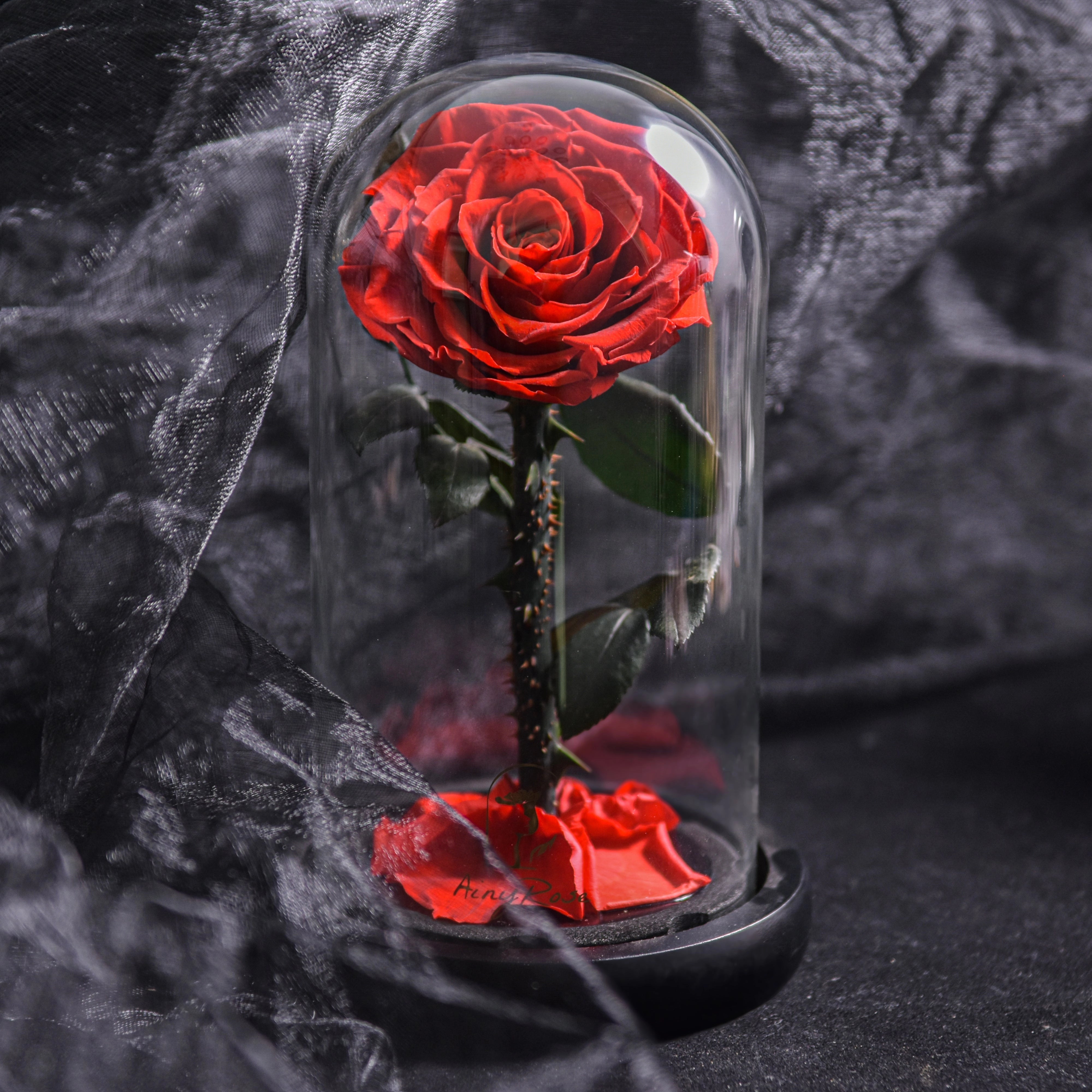 Preserved Glass Dome Rose - Luxury Romantic Gift for Valentine's Day