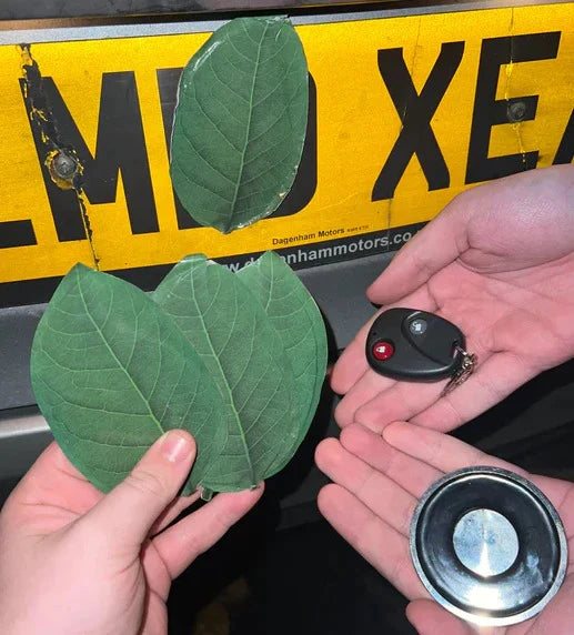 Leafy Magnet - Never Get A Speeding Ticket Again!