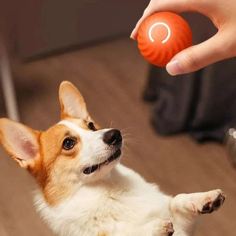 Maxime Joueur - Interactive dog ball